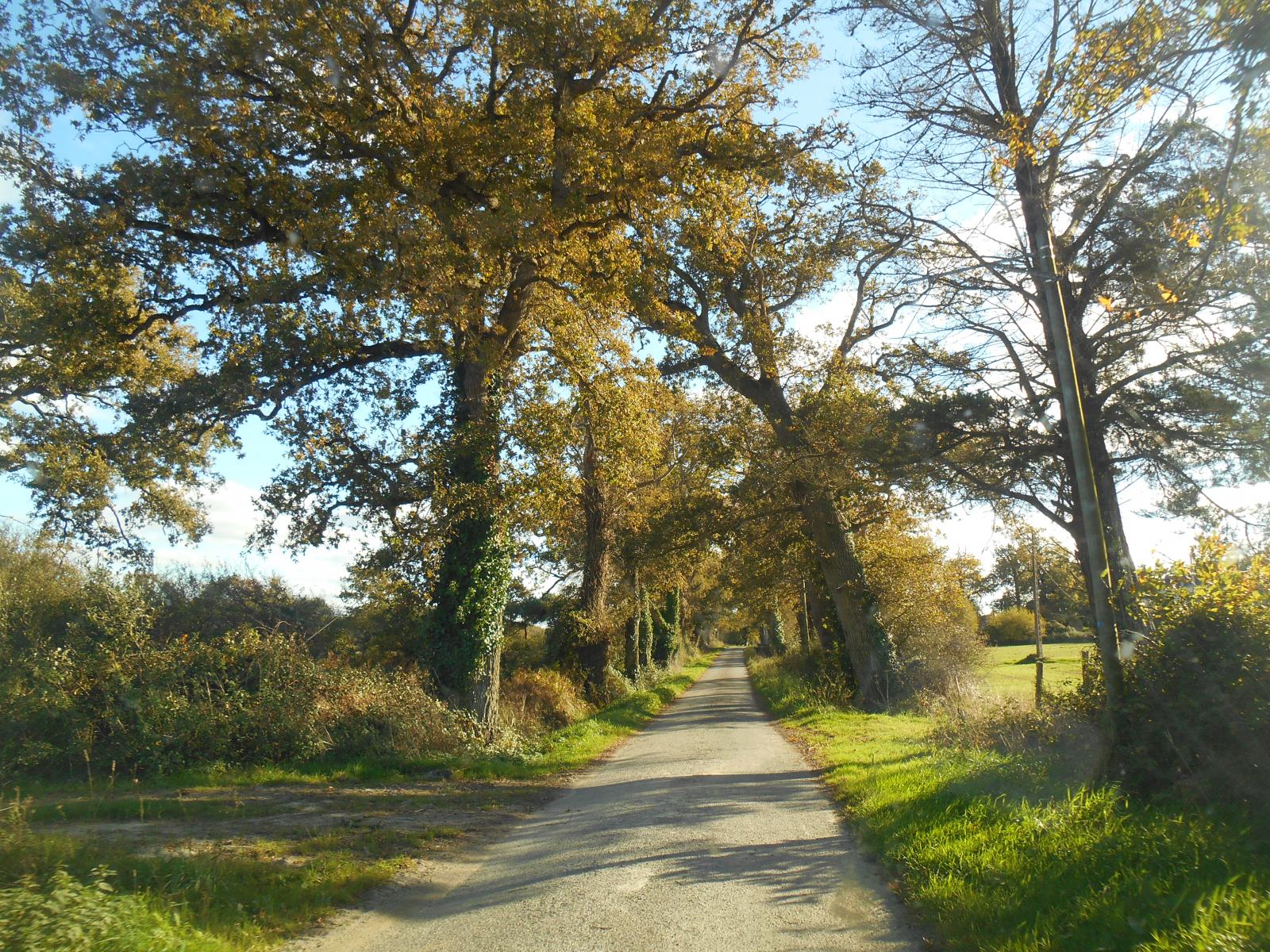 La route entourée d'une forêt d'automne (Les Moutiers en Retz)