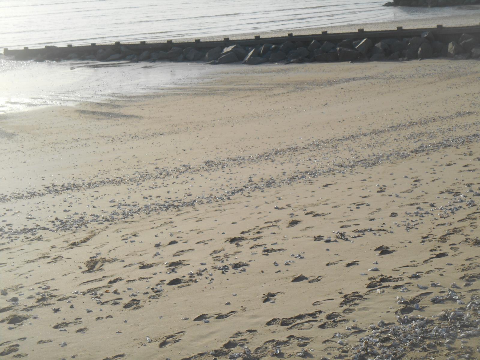 Encore la plage avec un chemin de coquillages (Les Moutiers en Retz)