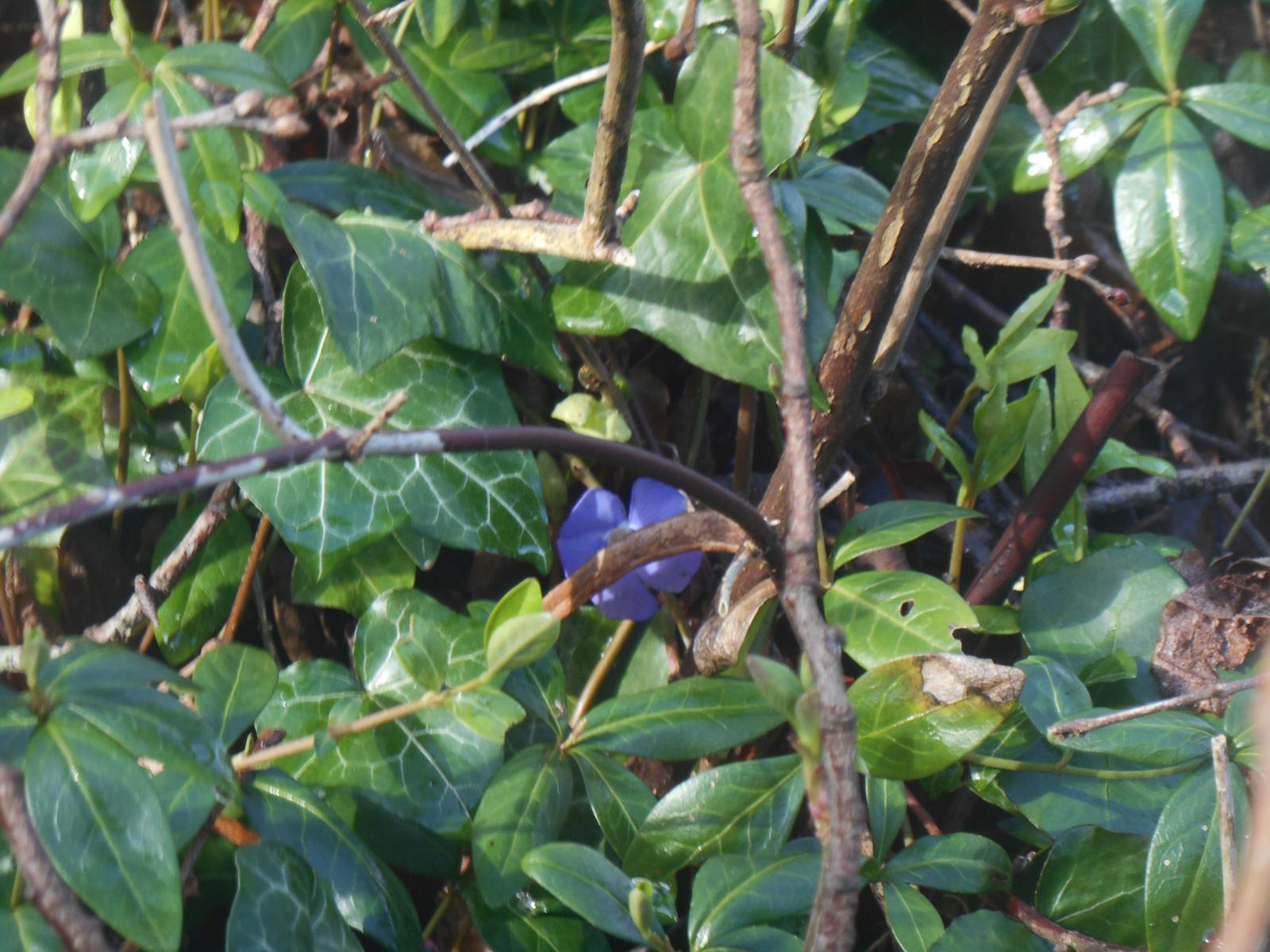 Jolie fleur bleue ( Urcel )