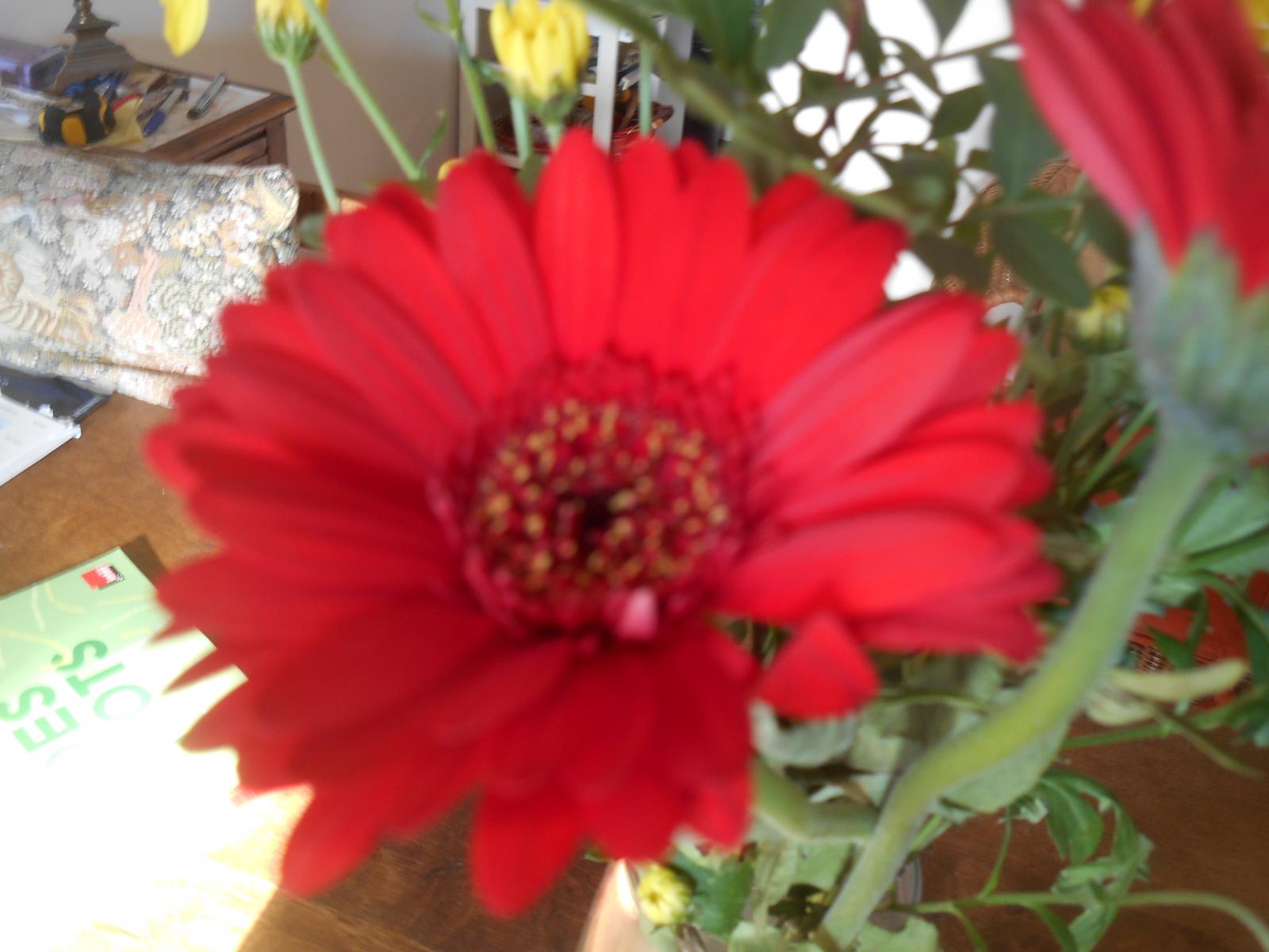 Une jolie fleur rouge en cadeau ( Paris )