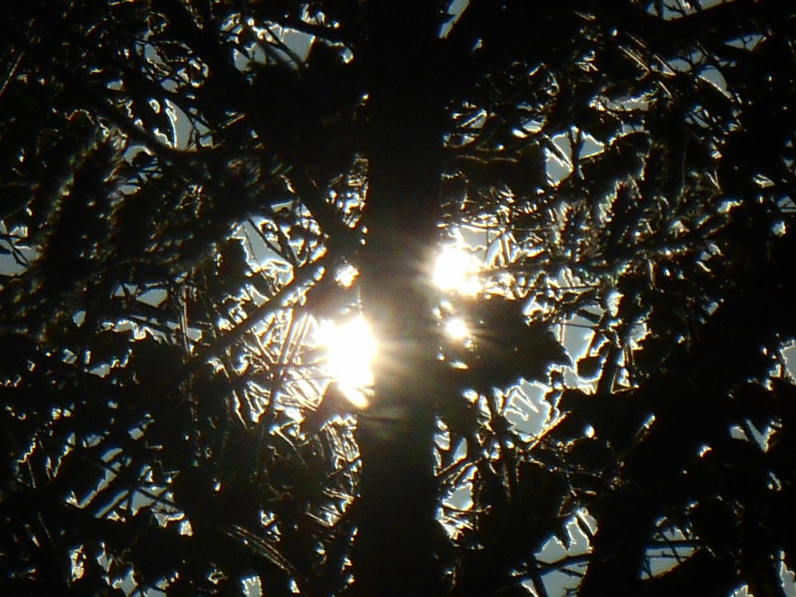 Magnifique contraste entre le bois et le soleil ( Les Moutiers en Retz )