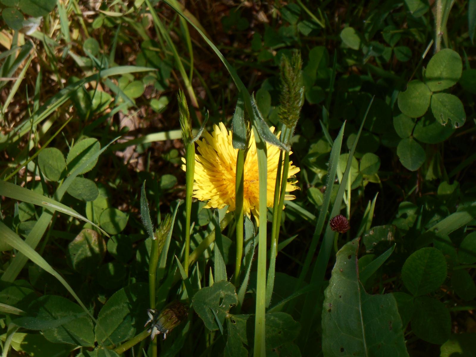 Une jolie fleur cachée par de l\'herbe ( Les Moutiers en Retz )