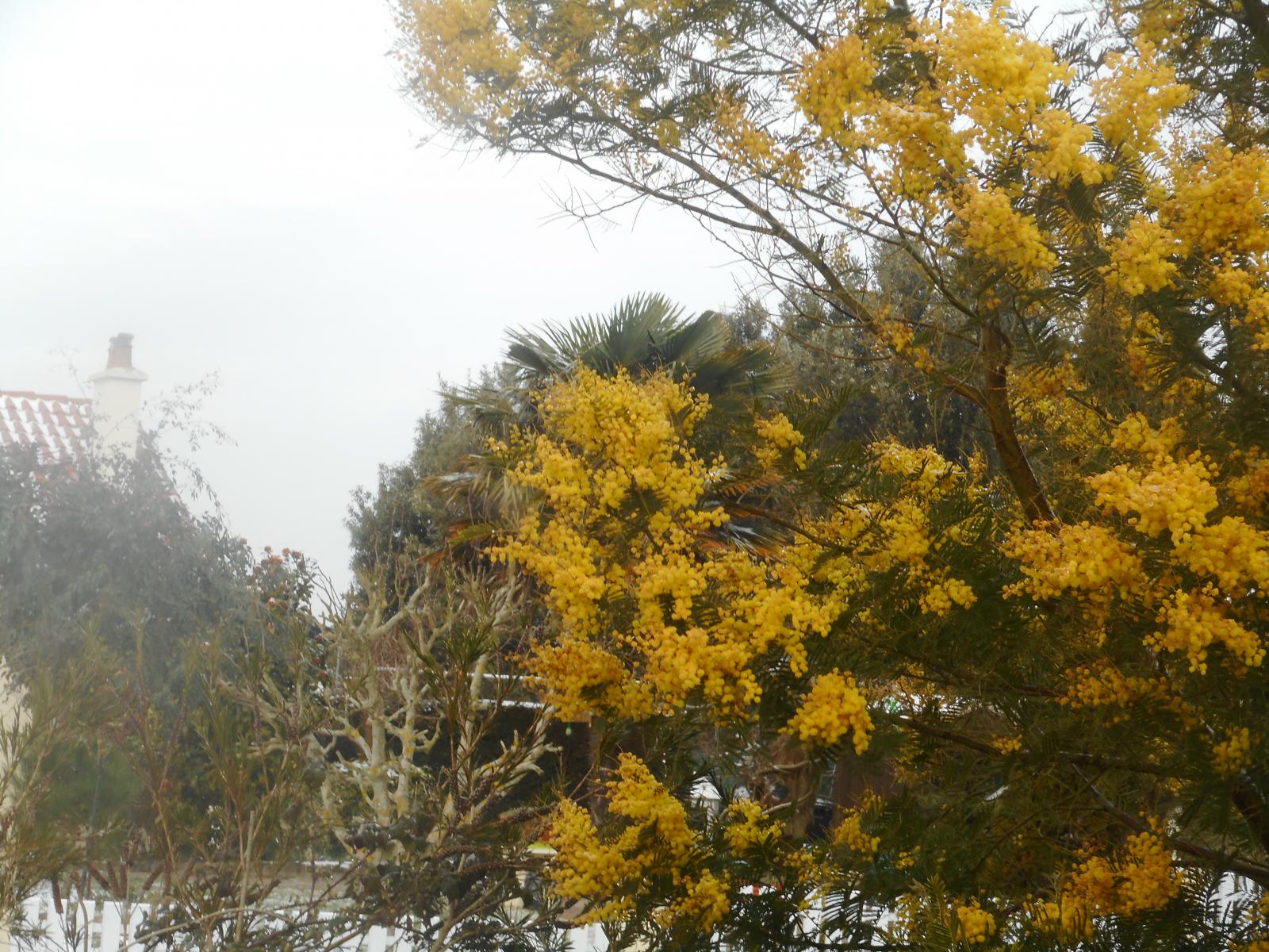 Le mimosa doré contraste bien ( Les Moutiers en Retz )