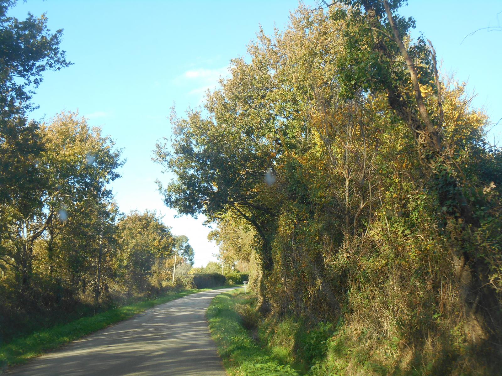 La route entourée d\'arbres dorés ( Les Moutiers en Retz )